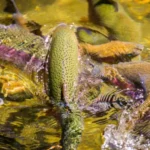 600 Trout Killed In Wisconsin Stream