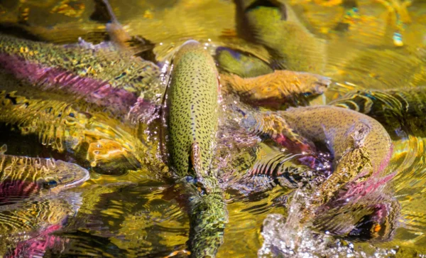 600 Trout Killed In Wisconsin Stream