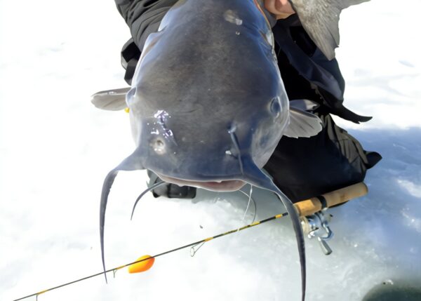 Ice Fishing For Catfish: An Ultimate Guide To Catching The Big One This Winter!