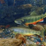 DISCOVERING THE SECRETS OF TROUT