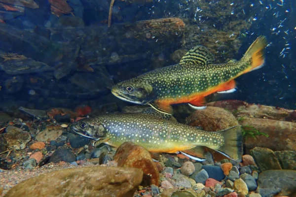 DISCOVERING THE SECRETS OF TROUT