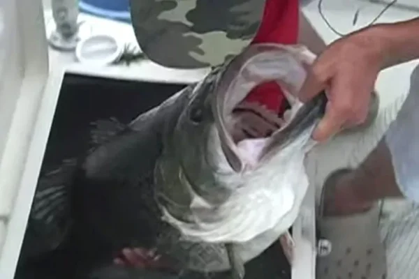 WORLD RECORD: HEAVIEST LARGEMOUTH BASS