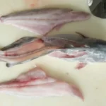 FISH FLESH MYTHS AND MISCONCEPTIONS