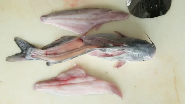 FISH FLESH MYTHS AND MISCONCEPTIONS