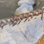 90-MILLION-YEAR-OLD Catch