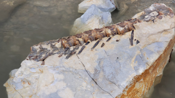 90-MILLION-YEAR-OLD Catch