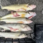 WALLEYE TOURNAMENT CHEATING SCANDAL