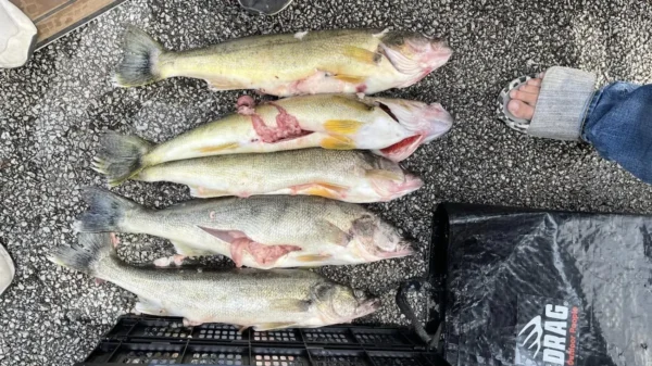 WALLEYE TOURNAMENT CHEATING SCANDAL