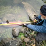 New State Record Ocean-Run Coho Salmon