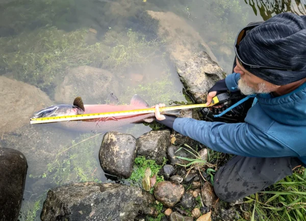 New State Record Ocean-Run Coho Salmon