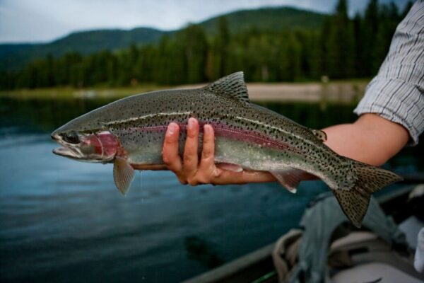 BEST STEELHEAD Spots In New York