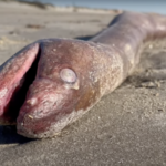 4-Foot Long Sea Creature Washes Ashore