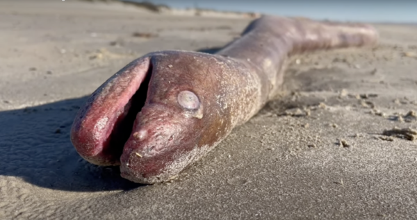 4-Foot Long Sea Creature Washes Ashore