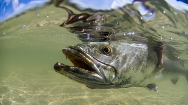 SPECKLED SEA TROUT