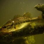 How To Find Largemouth Bass