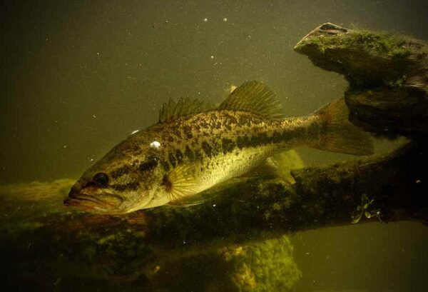 How To Find Largemouth Bass