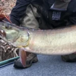 Catch a State Record Muskie? Now What?