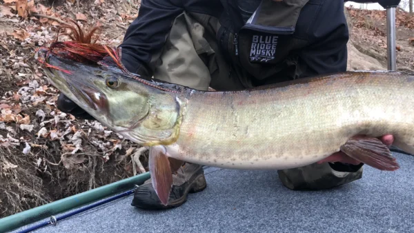 Catch a State Record Muskie? Now What?