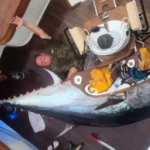 BLUEFIN TUNA