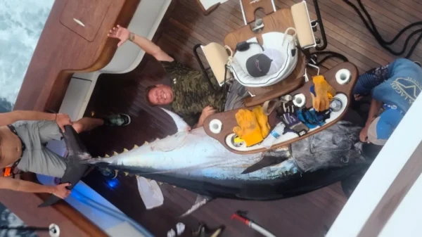 BLUEFIN TUNA