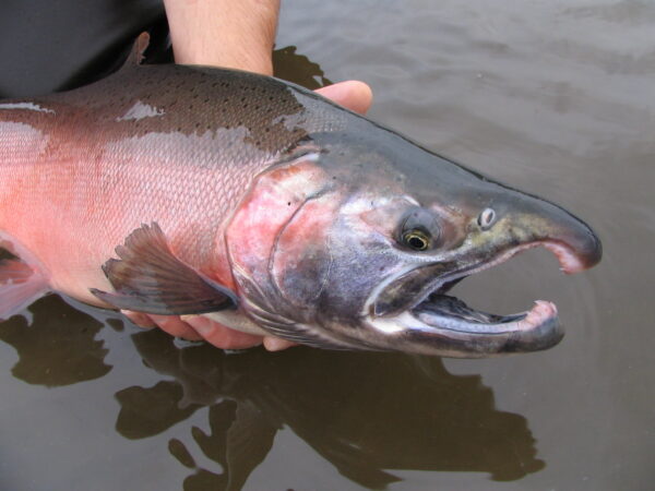 KING SALMON TAKES OUT PAIR OF ANGLERS