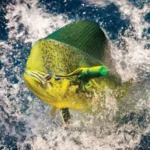 The TOP Fishing Lure Colors