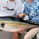 Yellowfin Tuna