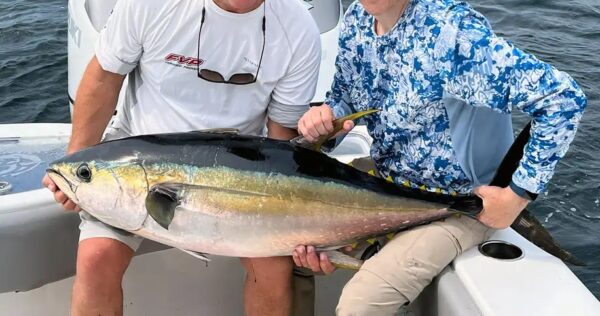 Yellowfin Tuna