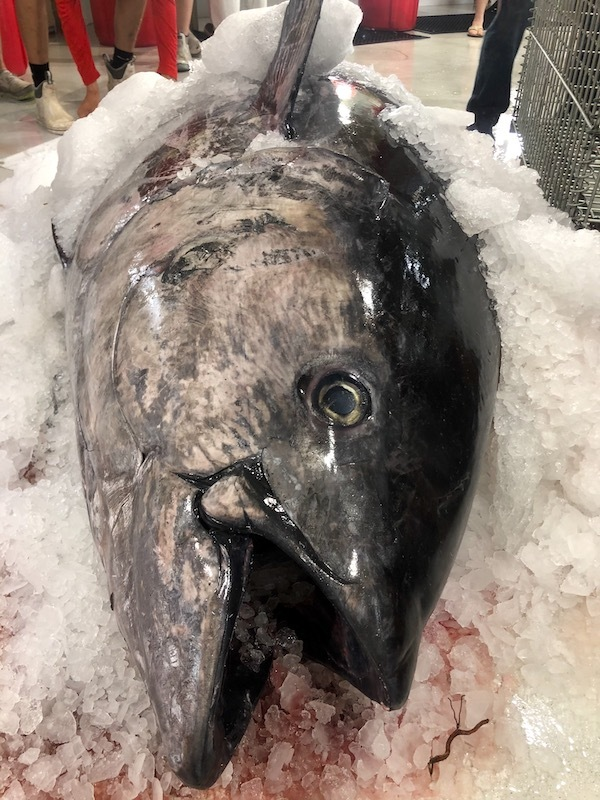 BLUEFIN TUNA