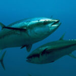 Battling Bluefin Tuna