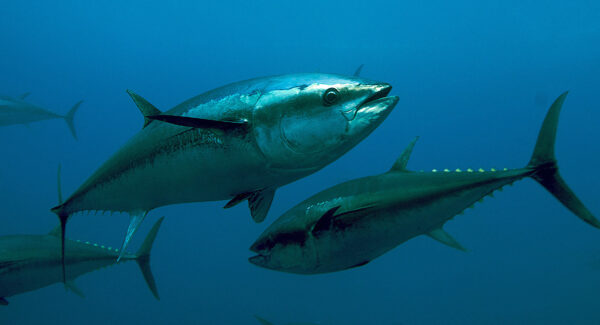 Battling Bluefin Tuna