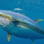 Yellowfin