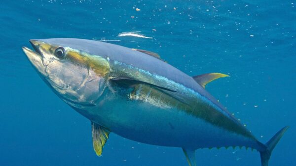 Yellowfin