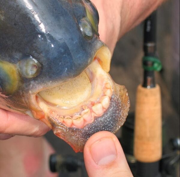 piranha