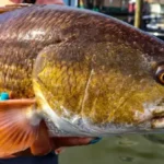 redfish