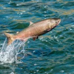 California Banned Salmon Fishing Here’s Where To Go