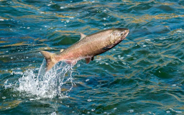 California Banned Salmon Fishing Here’s Where To Go