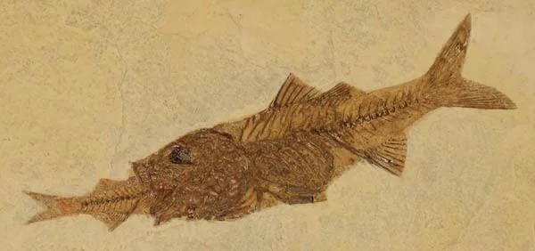 fossil