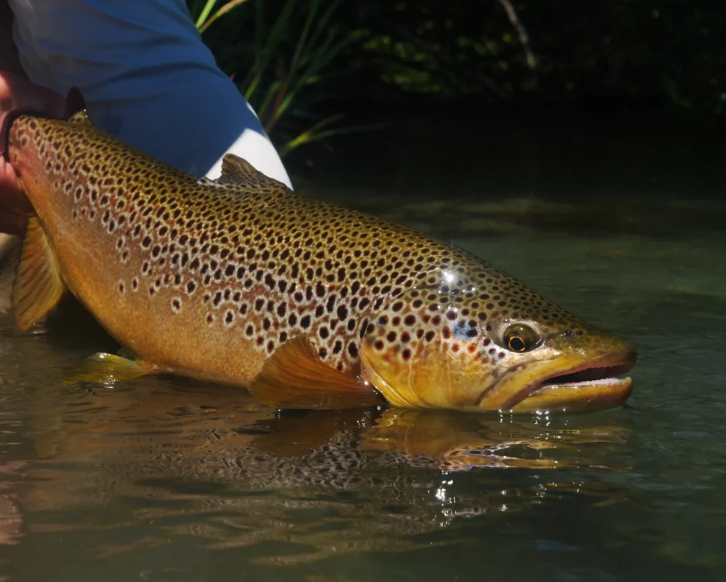 Fishing For Browns