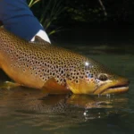 Fishing For Browns