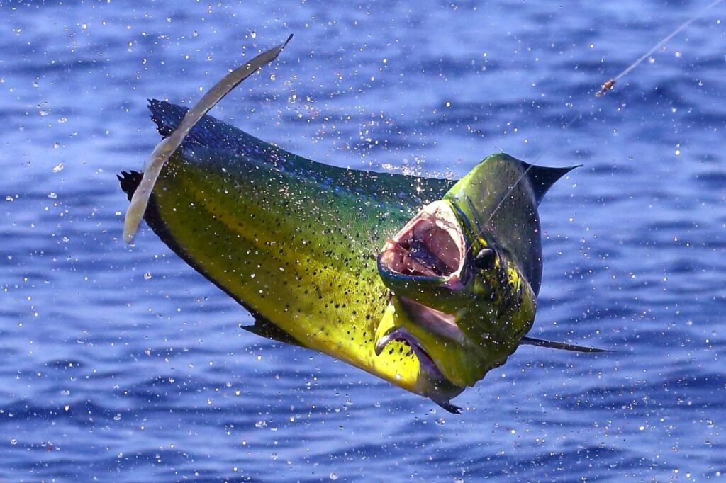 mahi mahi