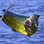 mahi mahi